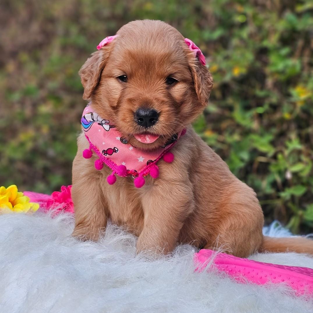 Cachorro Golden Retriever Hembra