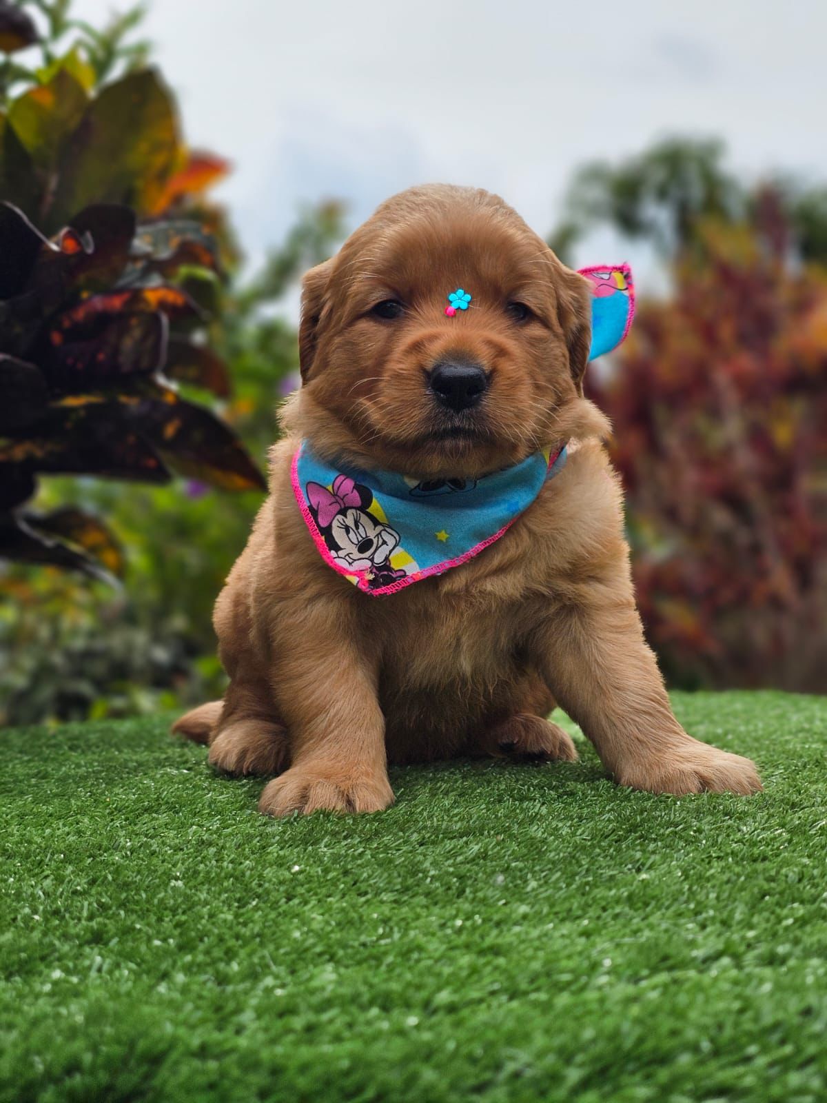 Cachorro Golden Retriever Hembra