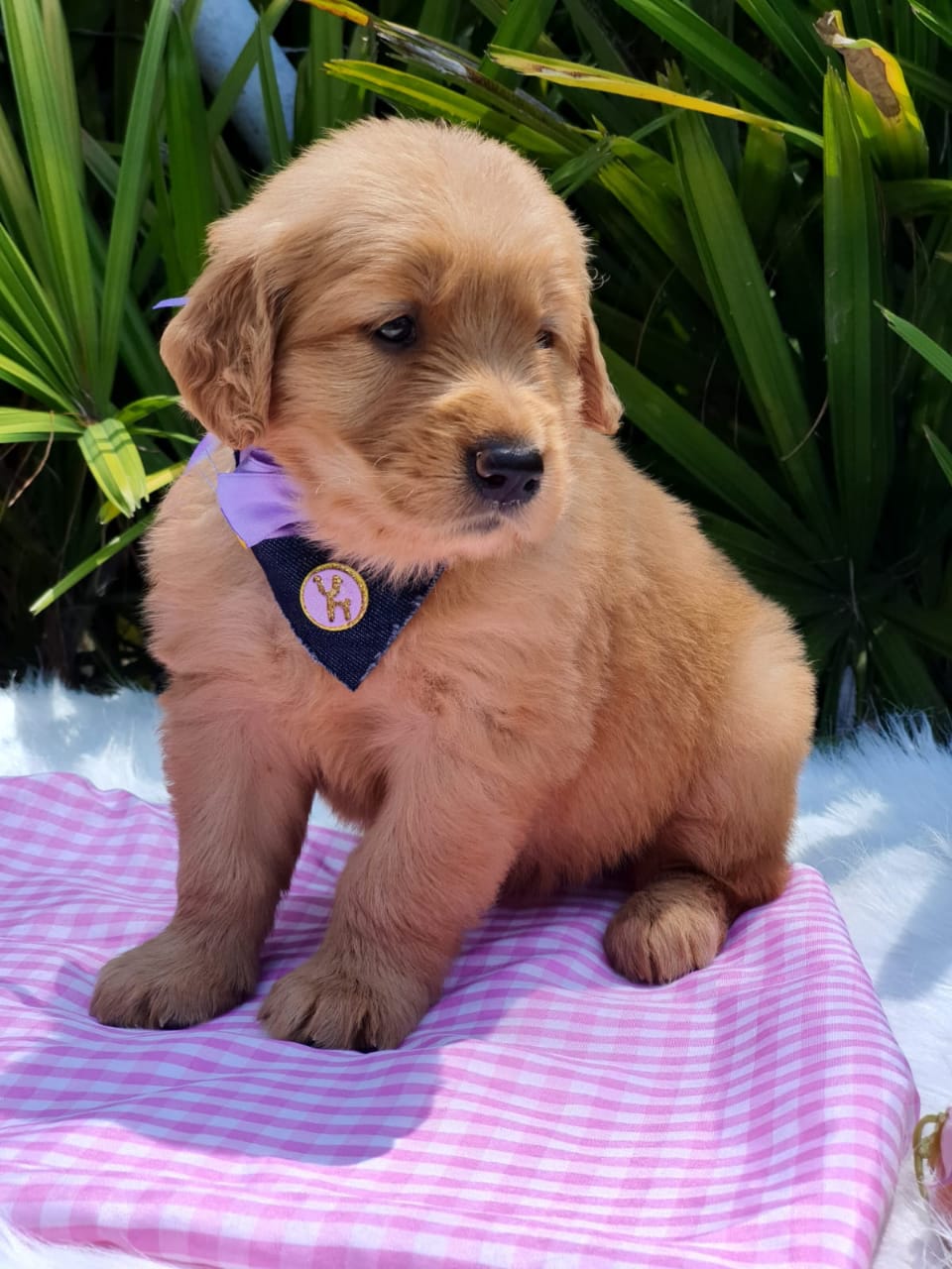 Cachorro Golden Retriever Macho