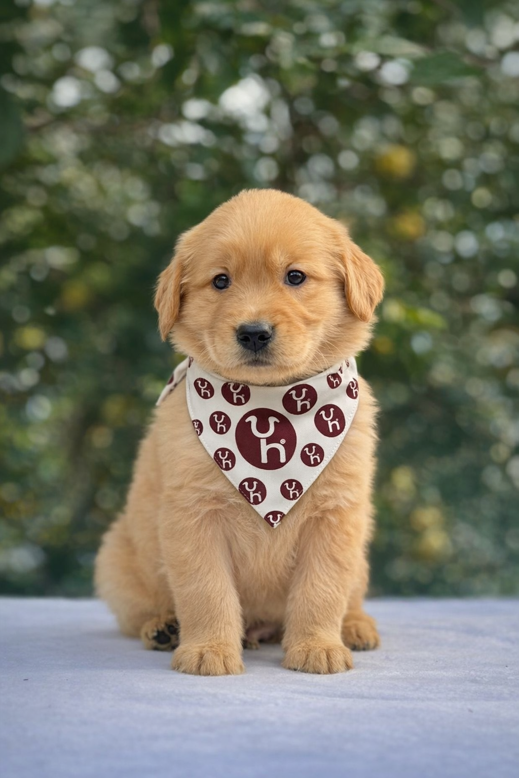 Cachorro Golden Retriever Macho