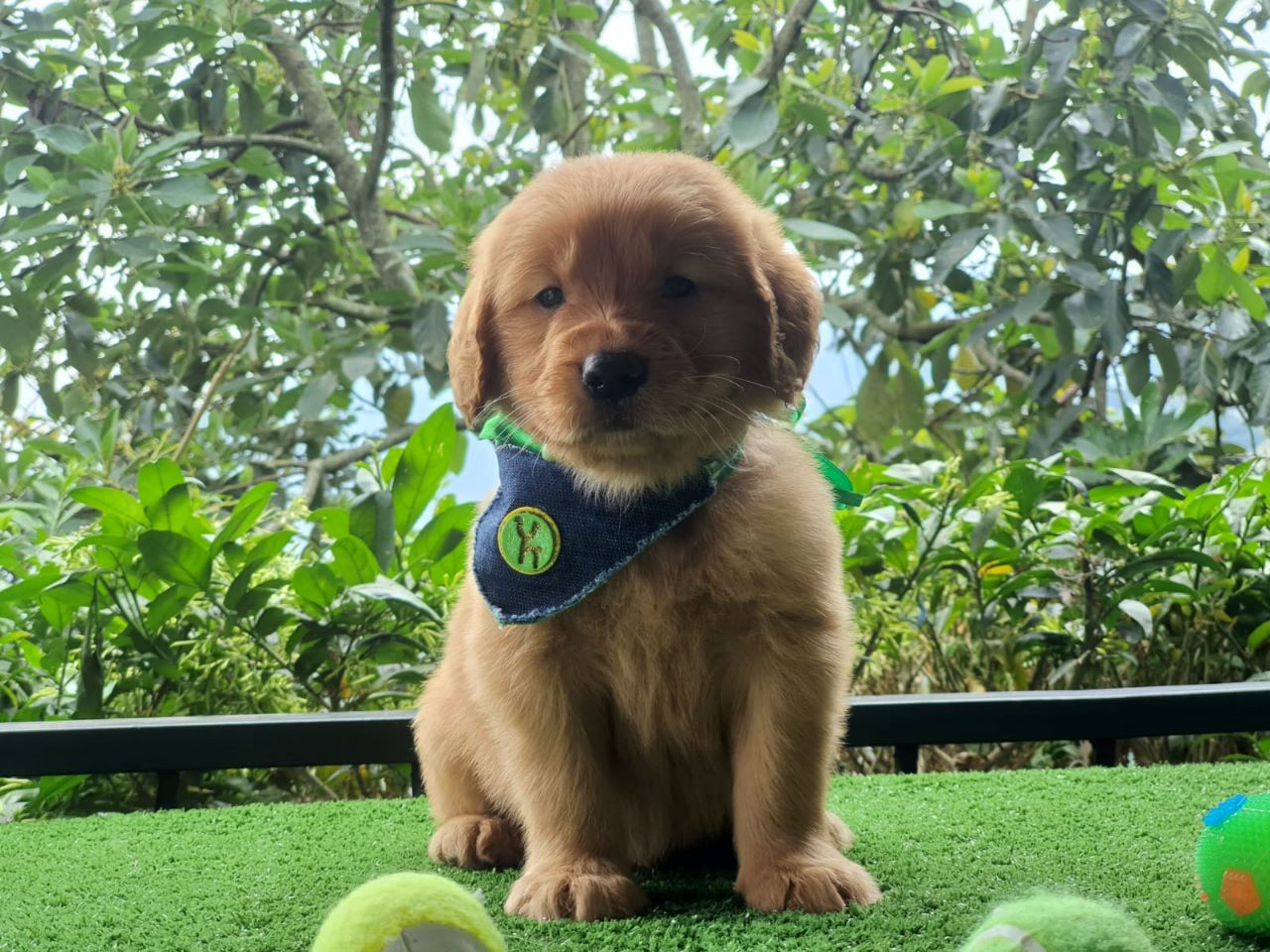 Cachorro Golden Retriever 1