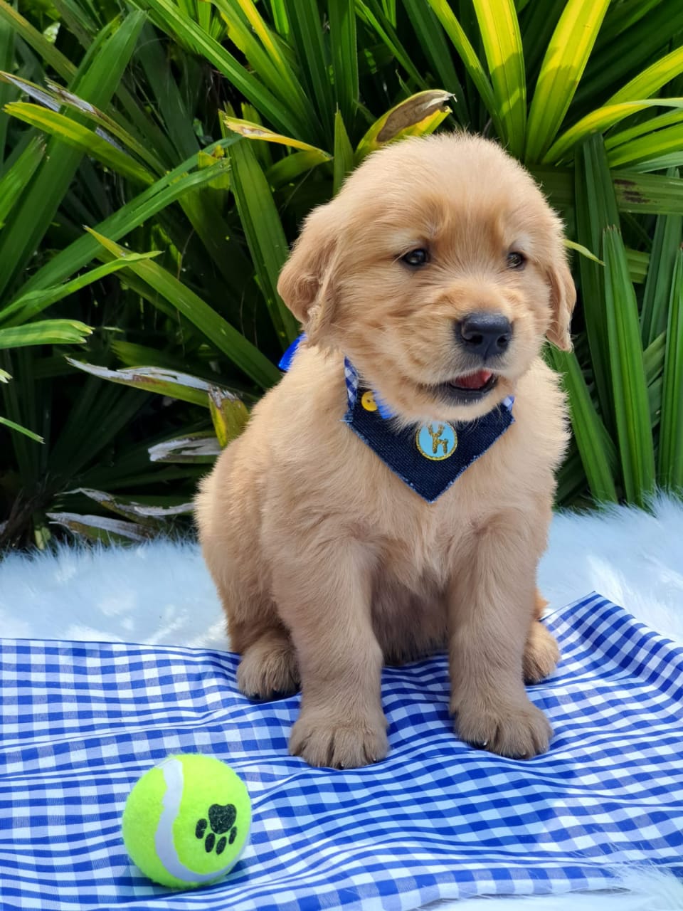 Cachorro Golden Retriever 6