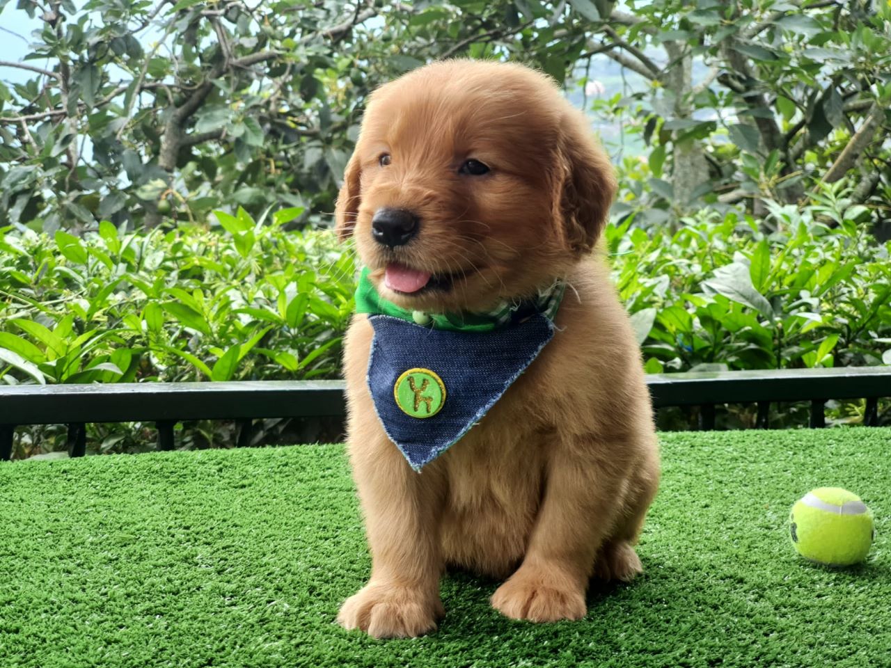 Cachorro Golden Retriever 4