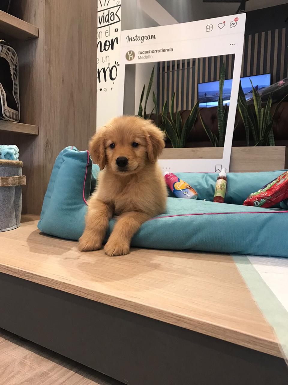 Cachorro Golden Retriever 5