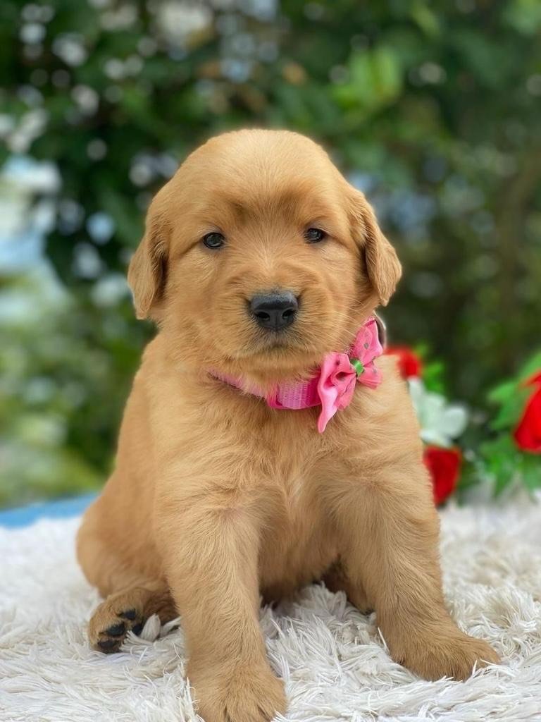 Cachorro Golden Retriever 2