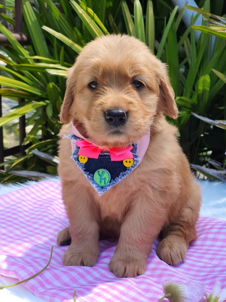 Cachorro Golden Retriever 7