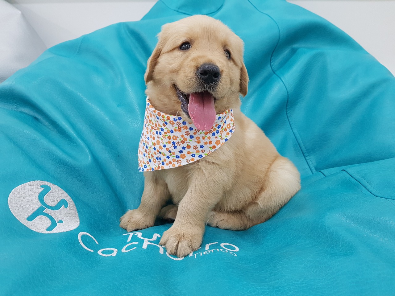 Cachorro Golden Retriever 8